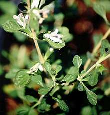 Lagochilus inebrians