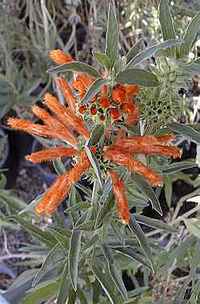 Leonotis leonurus