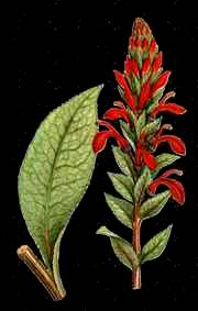 Lobelia tupa