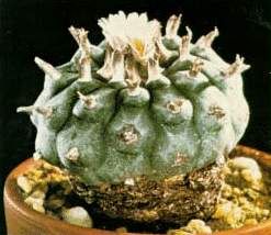 Lophophora williamsi