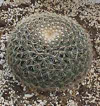 Mammilaria heyderi