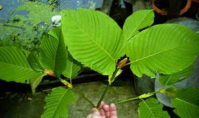 Mitragyna speciosa