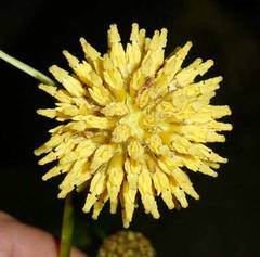 Mitragyna speciosa - kv�t