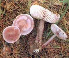 Mycena pura