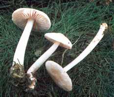 Mycena pura var. alba