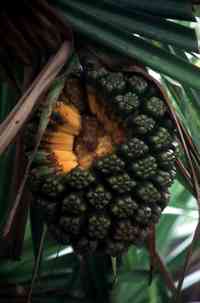 Pandanus - synkarpium