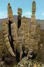 Pachycereus pecten-aborginum