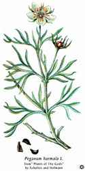 Peganum harmala