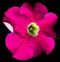 Petunia violacea - kvt