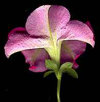 Petunia violacea - kvt