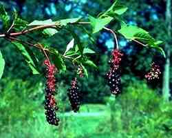 Phytolacca acinosa