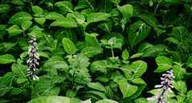 Salvia divinorum