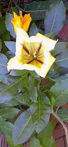 Solandra brevicalyx