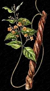 Tetrapteris methystica