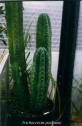 obr/Trichocereus pachanoi