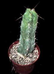 Trichocereus bridgesii