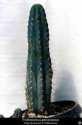 Trichocereus peruvianus
