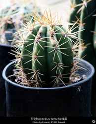 Trichocereus terscheckii