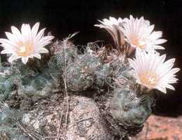 Turbinicarpus pseudomacrochele
