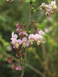 Ungnadia speciosa - kvty