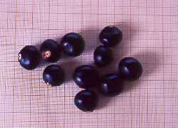 Ungnadia speciosa - semena